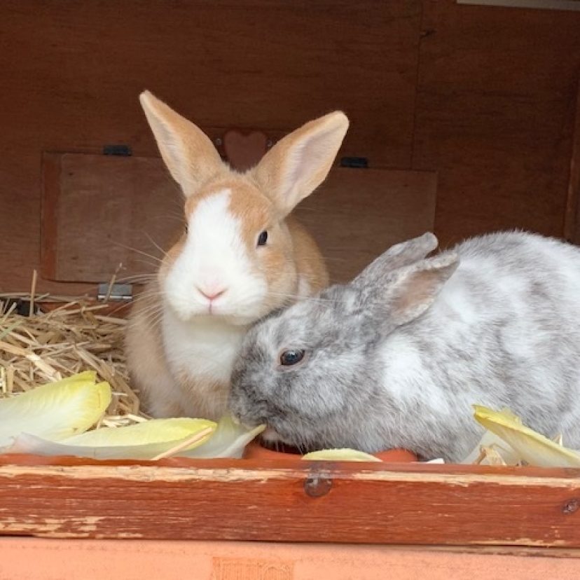 Suzie en Frits