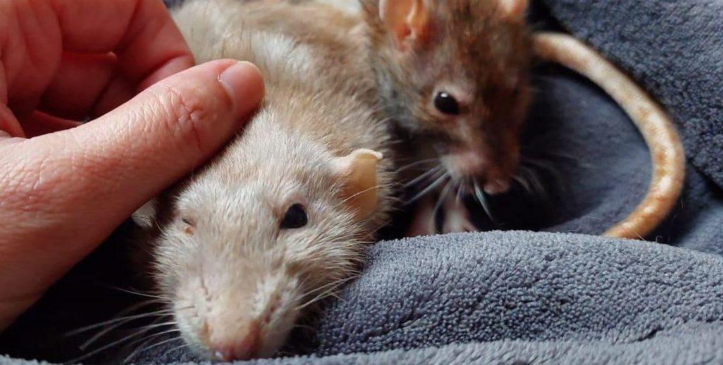 Ratjes