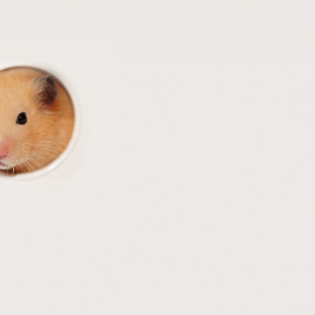 Over hamsters