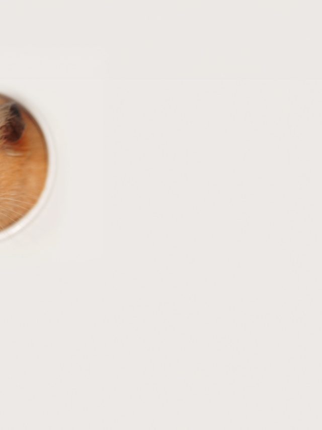 Hamster 3 i Stock 2149336962