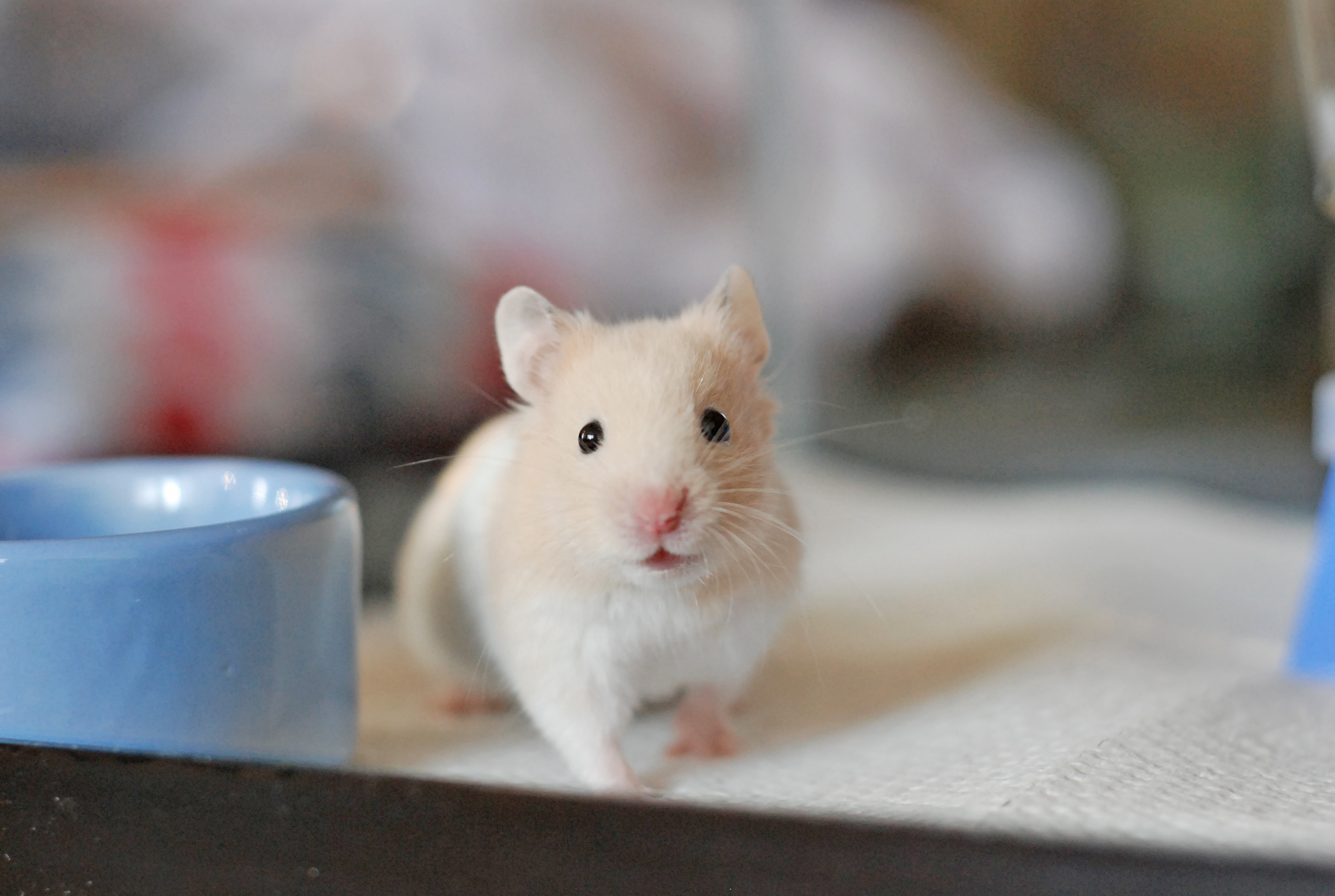 Hamster