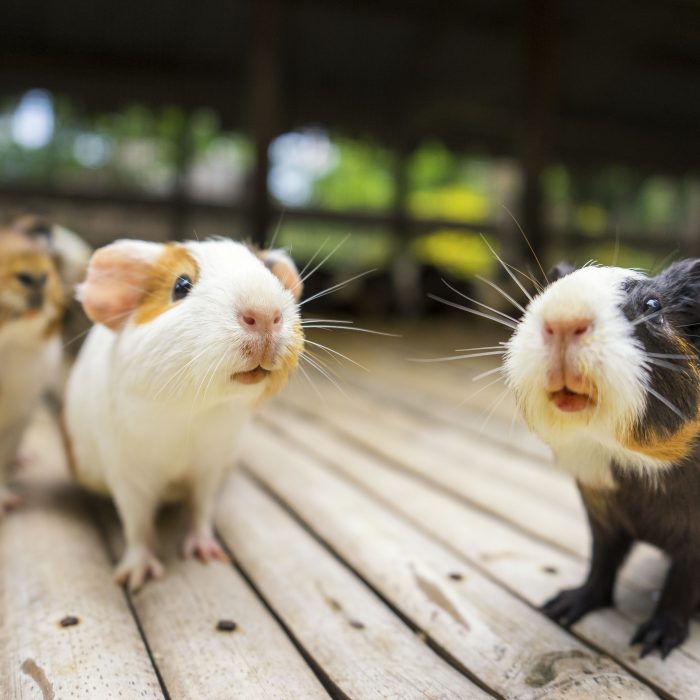 Koppelen van cavia's