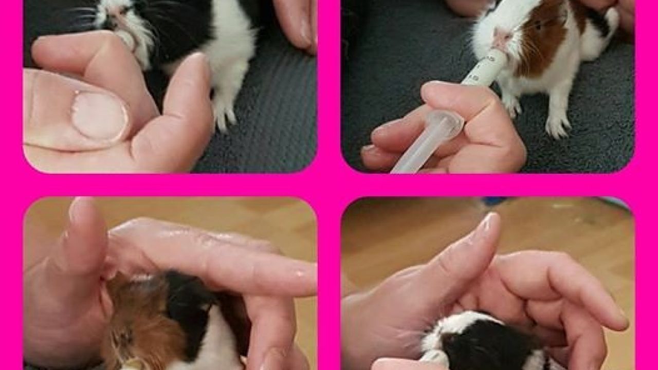 Baby cavia's gedumpt in een park in Hellevoetsluis