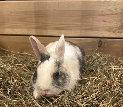 Basil