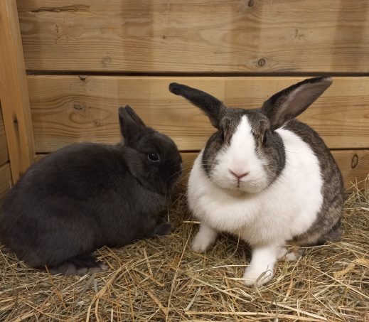 Bunny en Miléna