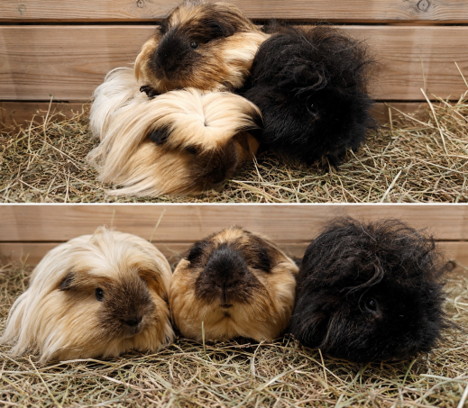 Snolleke, Bolleke en Edward