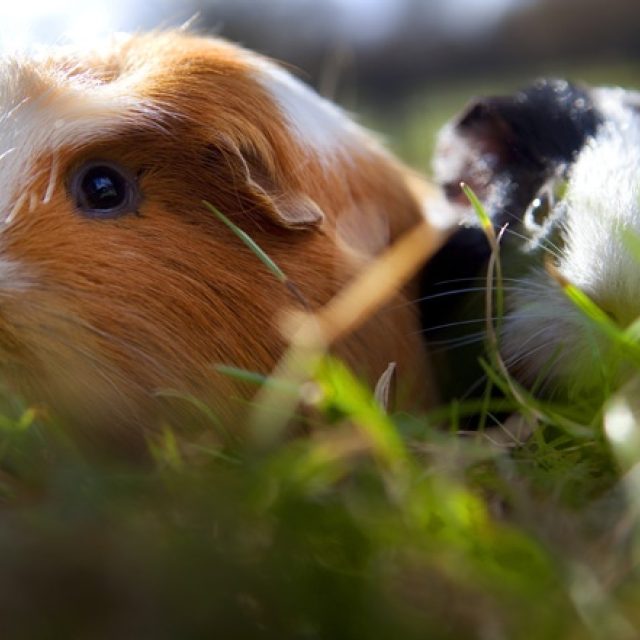 Over cavia's