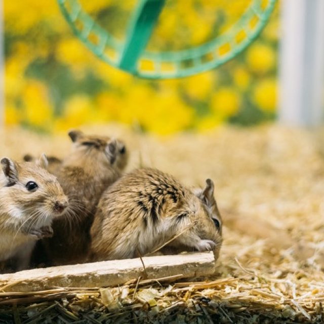 Over gerbils