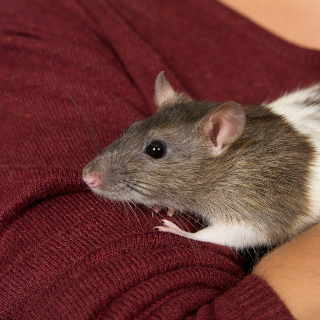 Over ratten