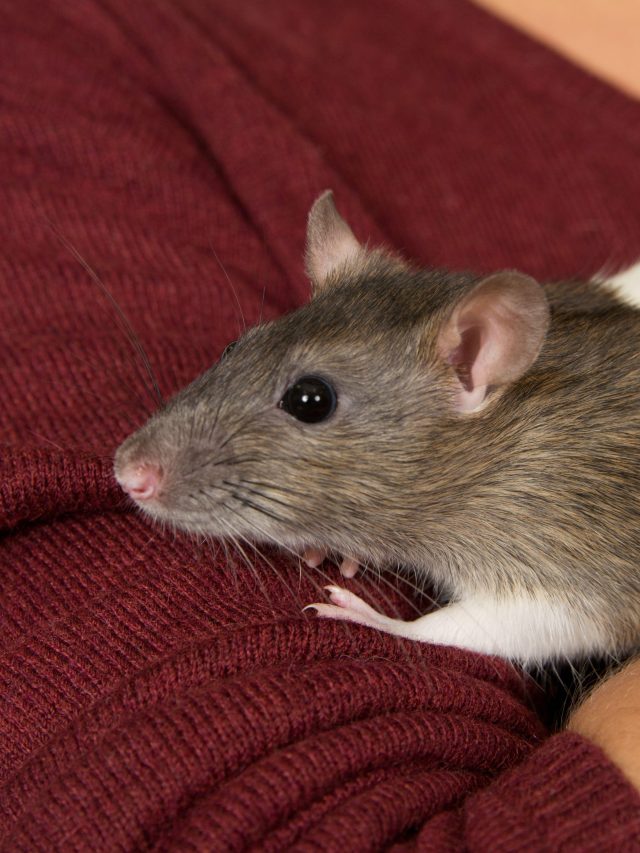 rat in hand