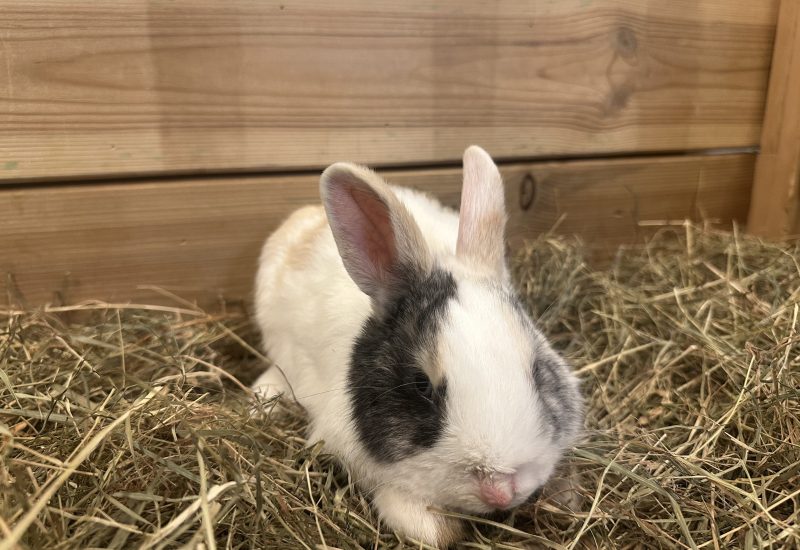 Basil 4jpeg
