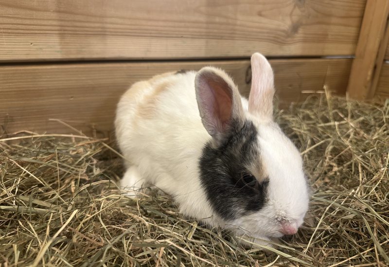 Basil
