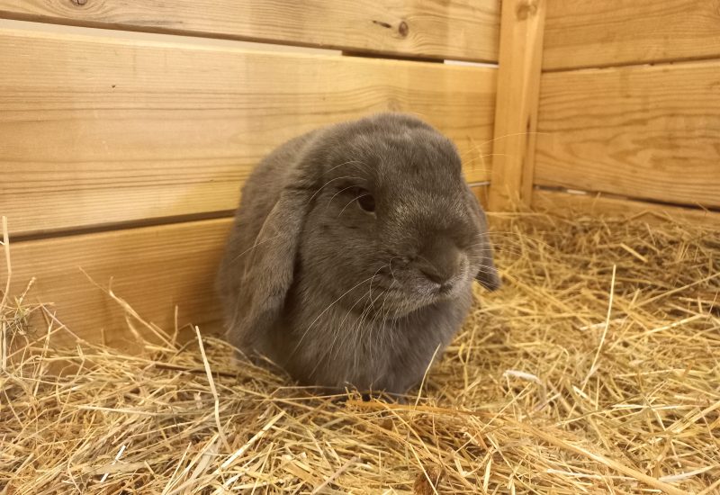 Bluey