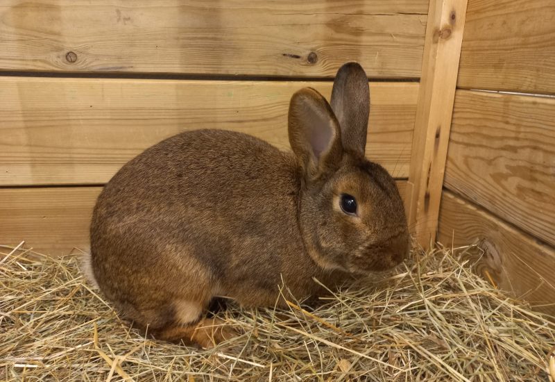 Hugo