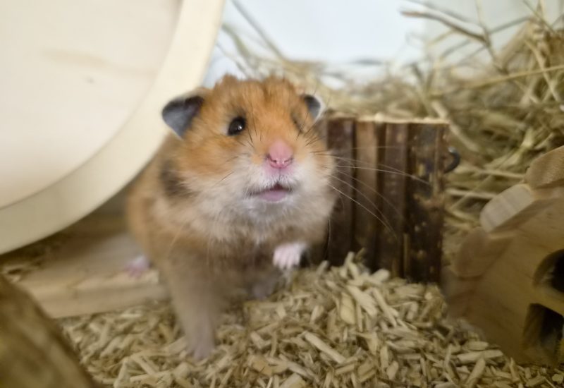 Knabbel hamster 1