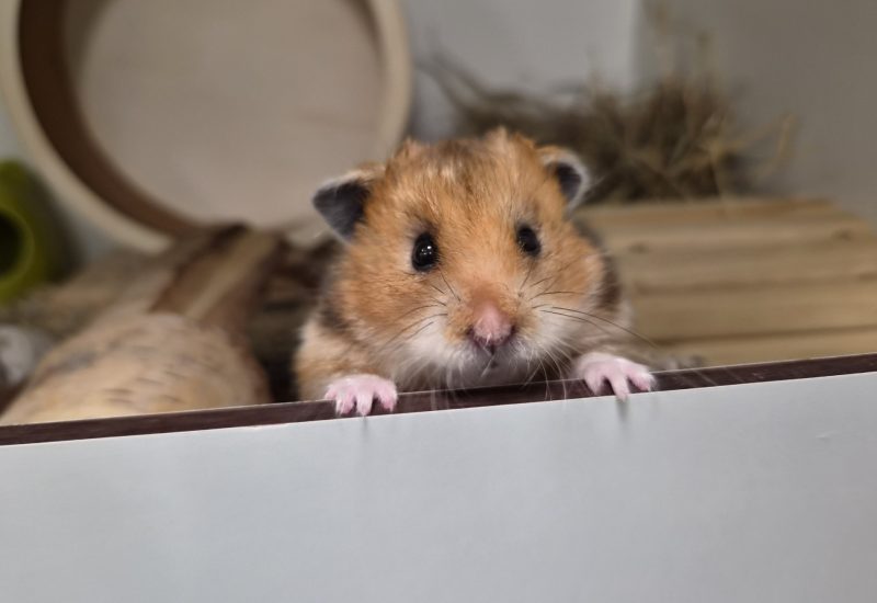 Knabbel hamster 2