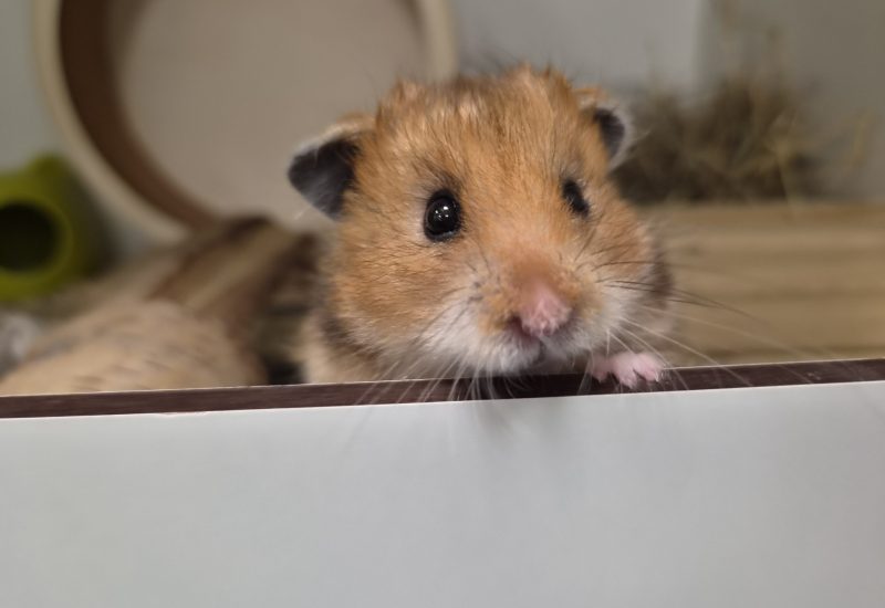 Knabbel hamster