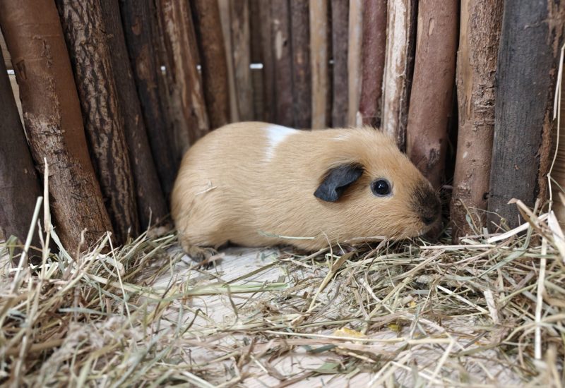 Knabbelcaaf1