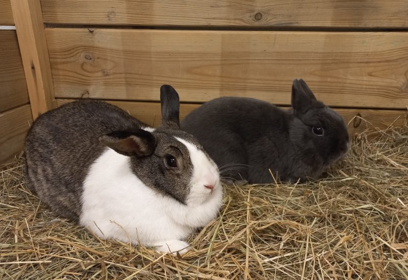 Milene en Bunny 3jpg