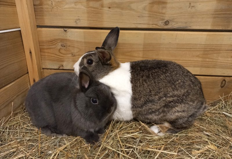Milene en Bunny
