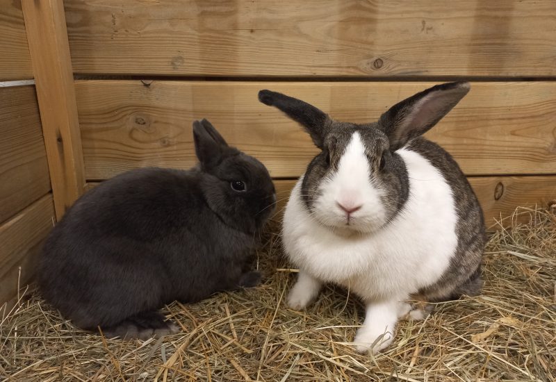 Milene en Bunny2