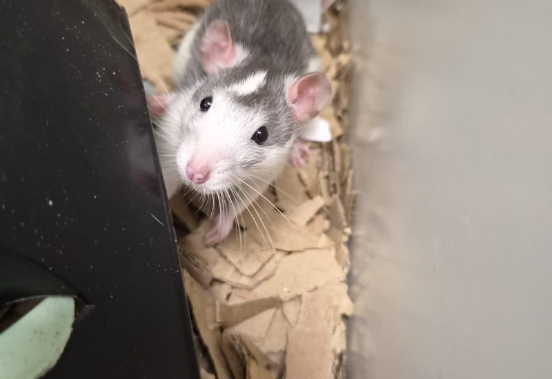 Ratje12