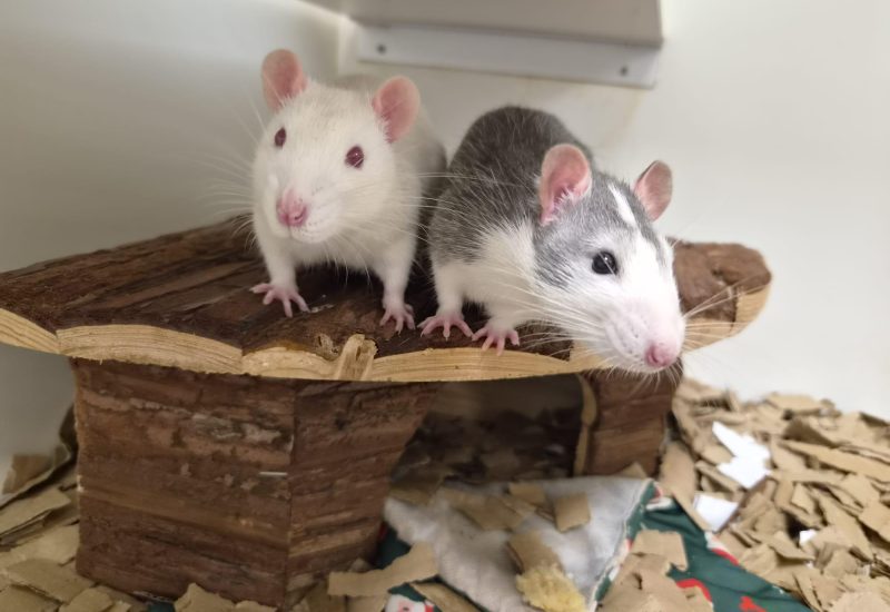 Ratje13