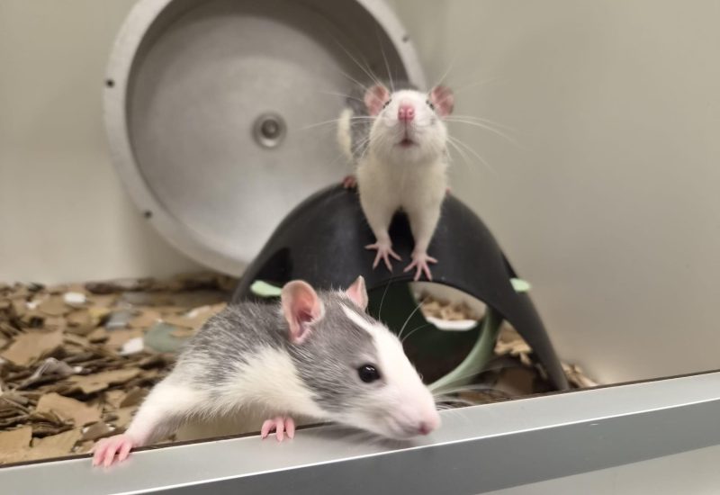 Ratje14