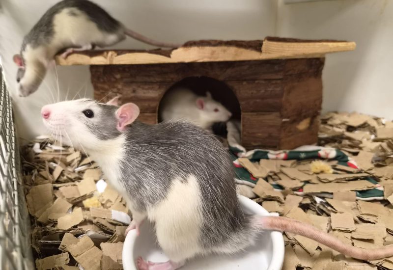 Ratje4