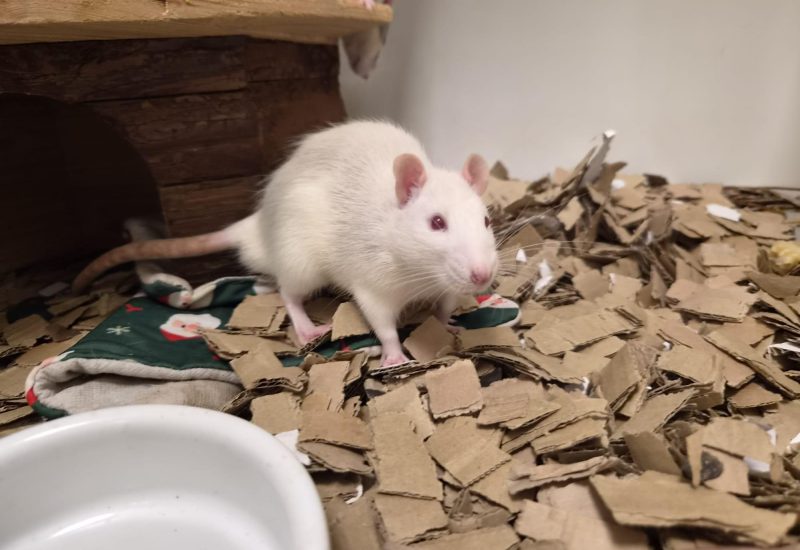 Ratje6