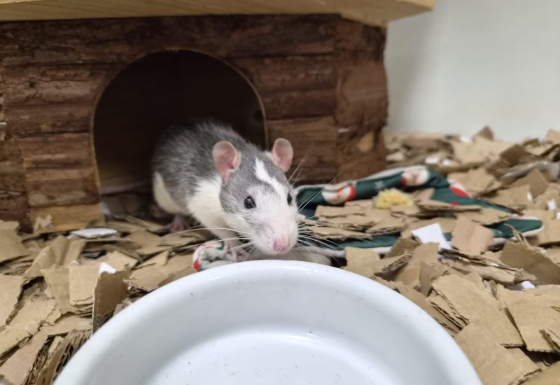 Ratje8