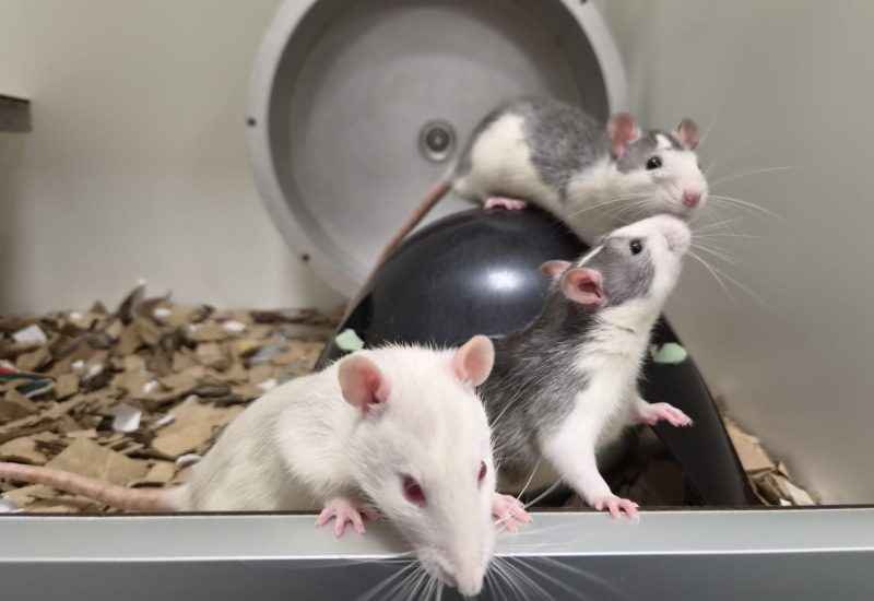 Ratje9