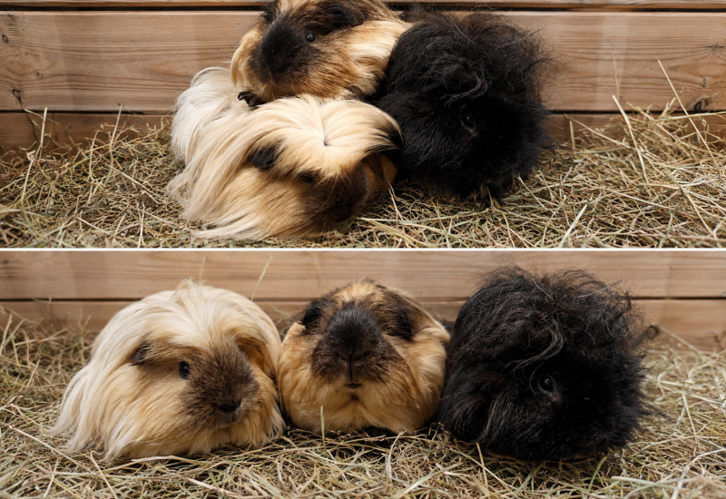 Snol bol en edward