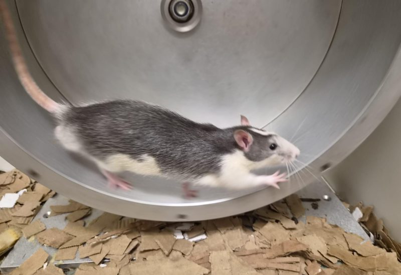 Ratje1