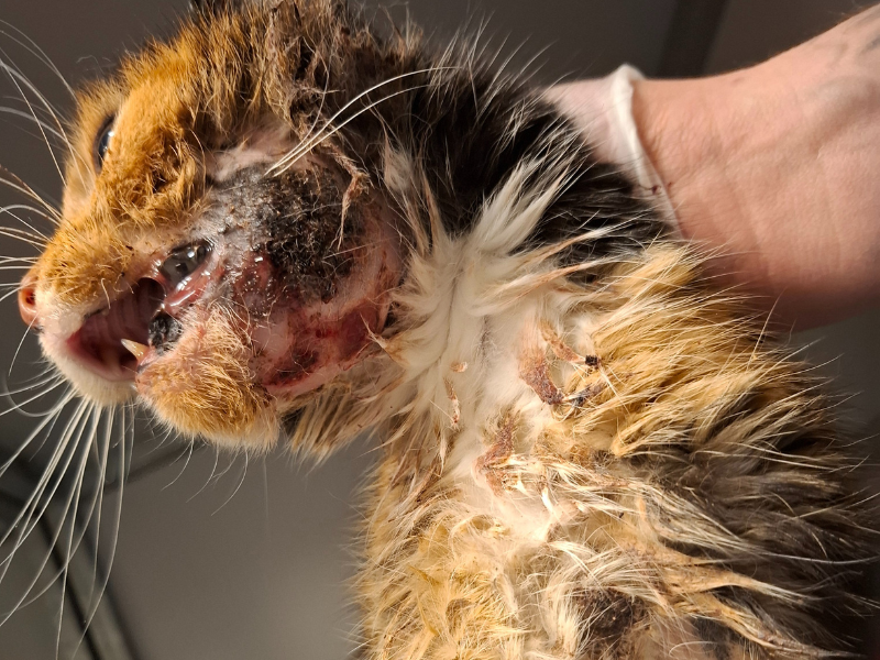 Kat tumor