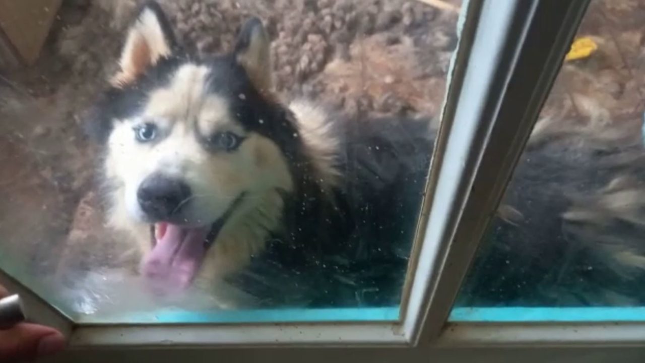 Verwaarloosde poolhond verblijft tijdenlang in eigen uitwerpselen