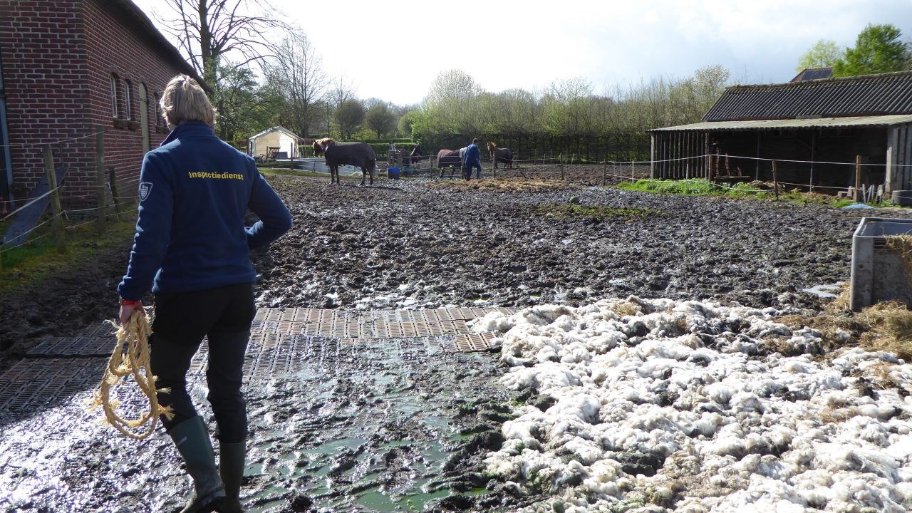 Paarden staan permanent in smerige modderwei:  alle dieren door inspectiedienst in bewaring genomen