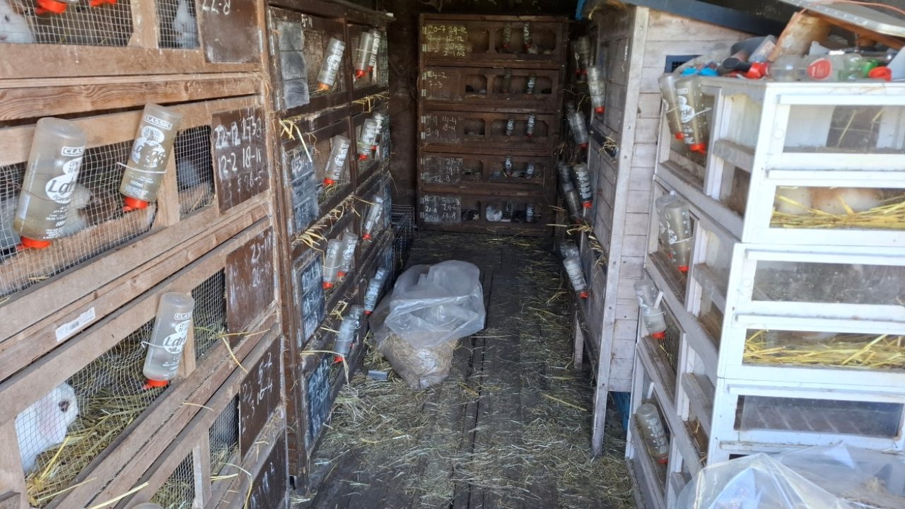 Inspecteur neemt 139 cavia’s in beslag in zeecontainer en woning