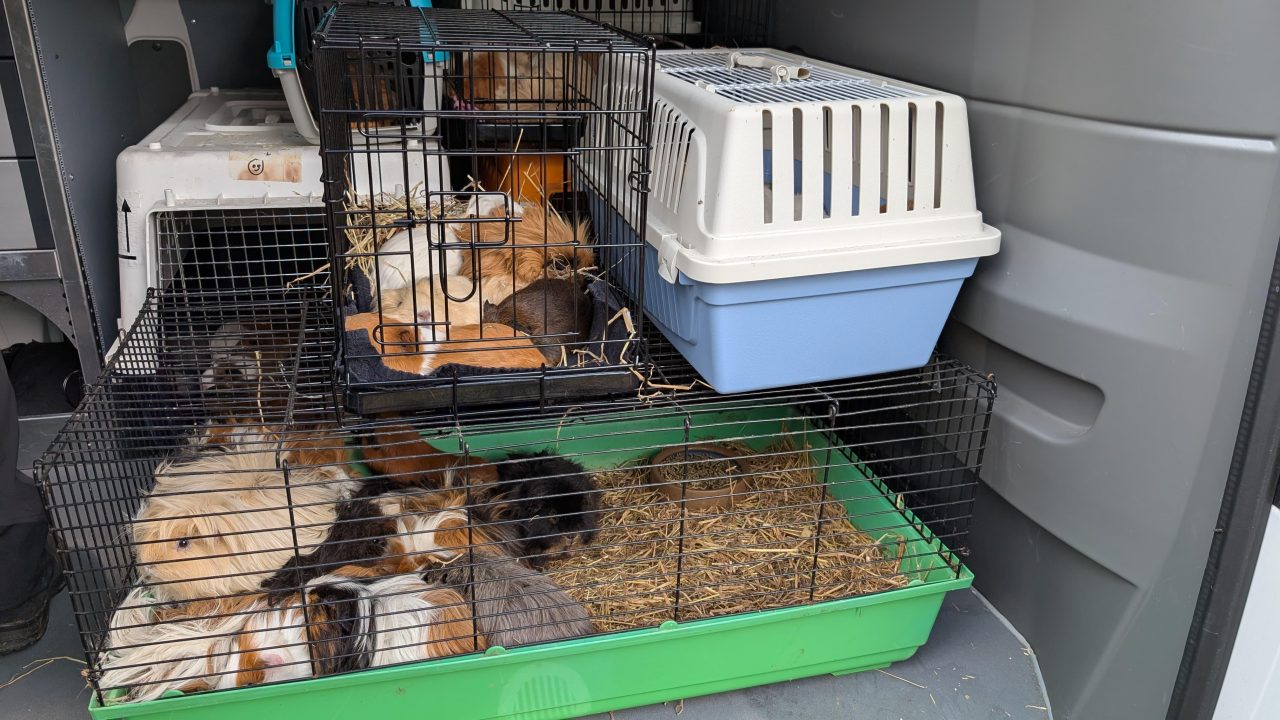 Opnieuw honderden verwaarloosde cavia’s meegenomen bij hardleerse fokster in Westerveld