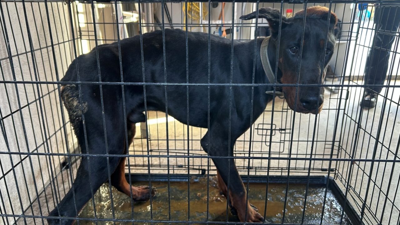 Hardvochtige behandeling: eigenaar laat vermagerde Dobermann permanent in ernstig vervuilde kooi staan