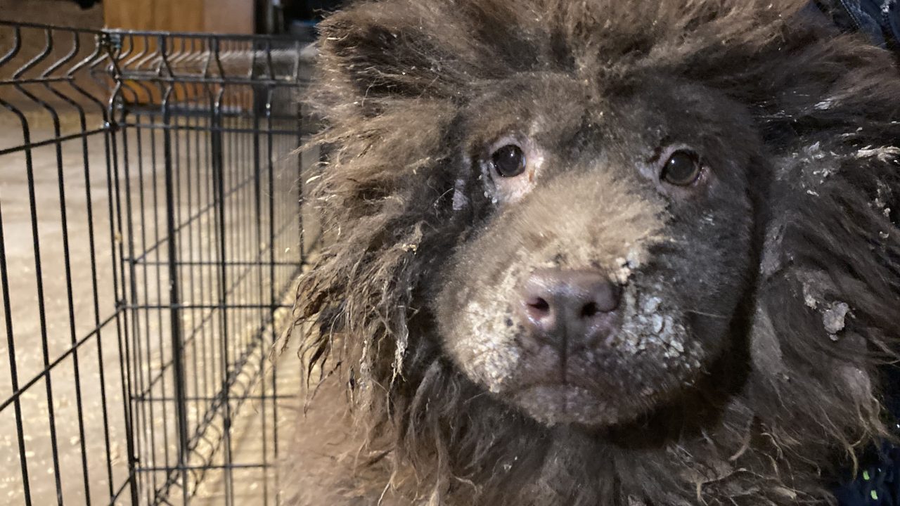 Ernstige dierenverwaarlozing bij broodfokker in gemeente Deurne