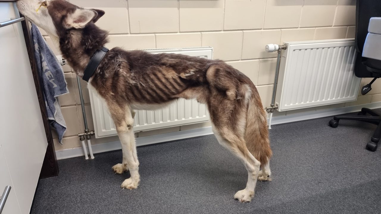 Inspectiedienst neemt uitgemergelde husky in beslag