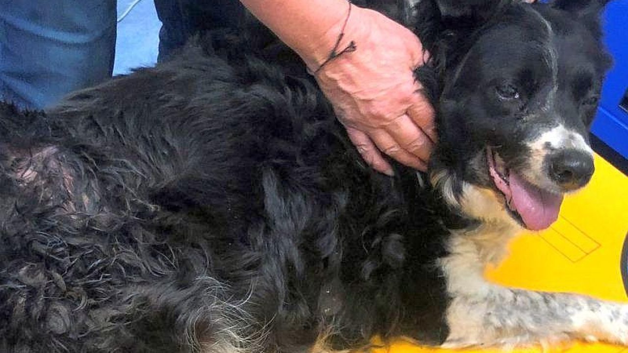 Eigenaar laat ernstig zieke hond zonder medische hulp wegkwijnen