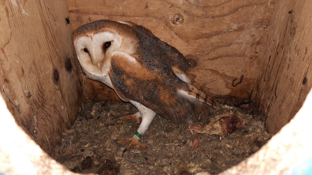 Inspectiedienst neemt meer dan honderd vogels in beslag bij handelaar