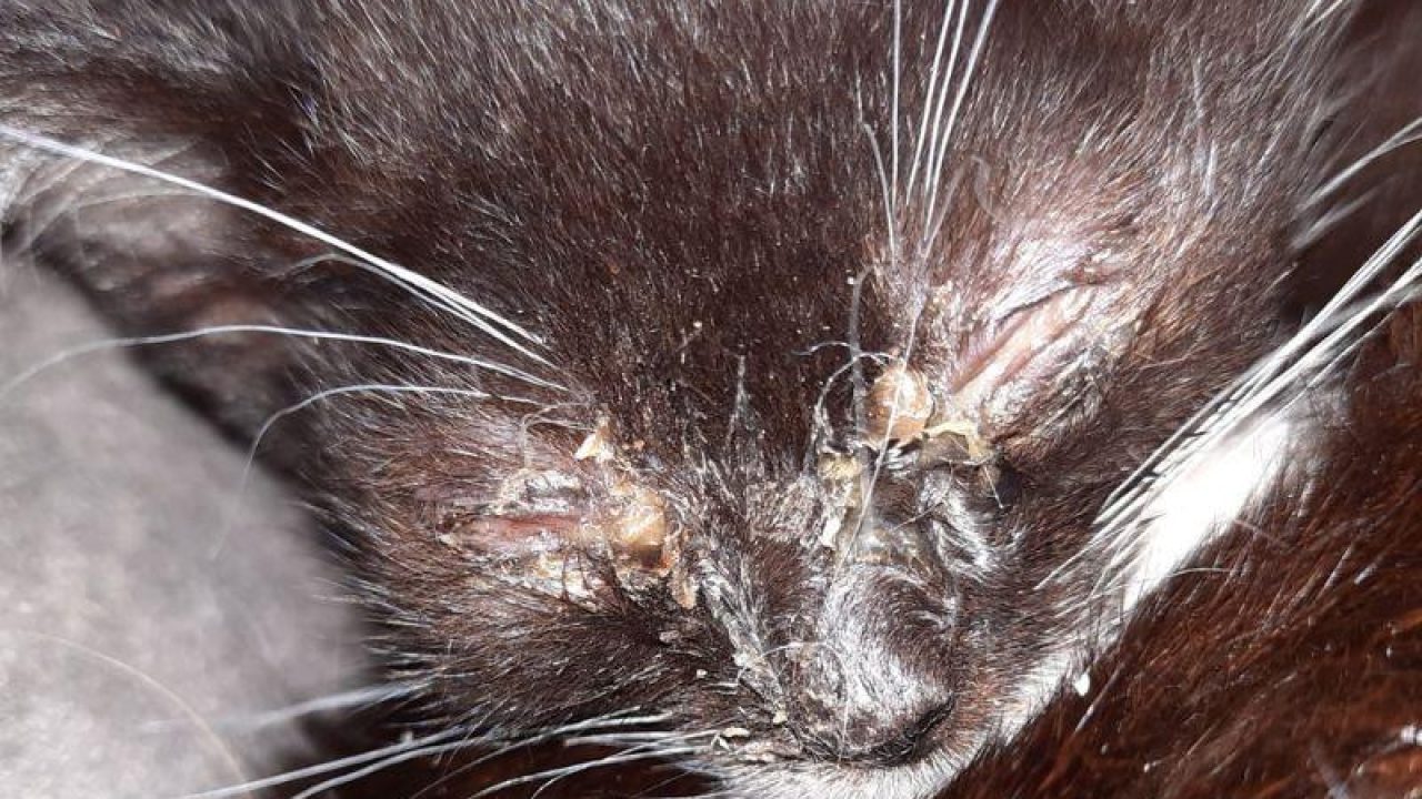 Inspectiedienst treft doodzieke katten en kittens aan in woning Roosendaal