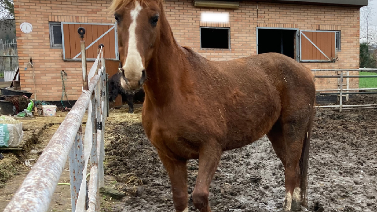 Inspectiedienst neemt hongerige hoefdieren in bewaring