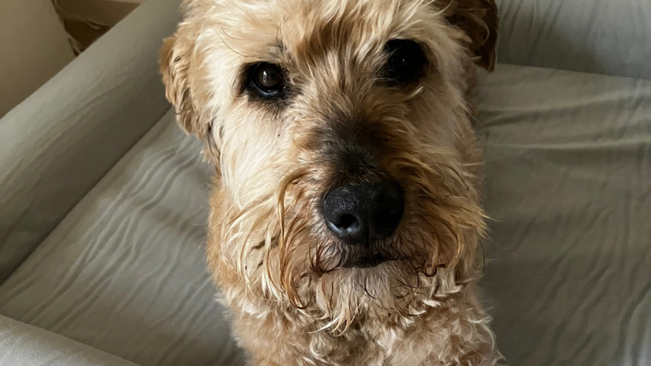 Geketende, verwaarloosde hond zonder naam wordt blije Boris