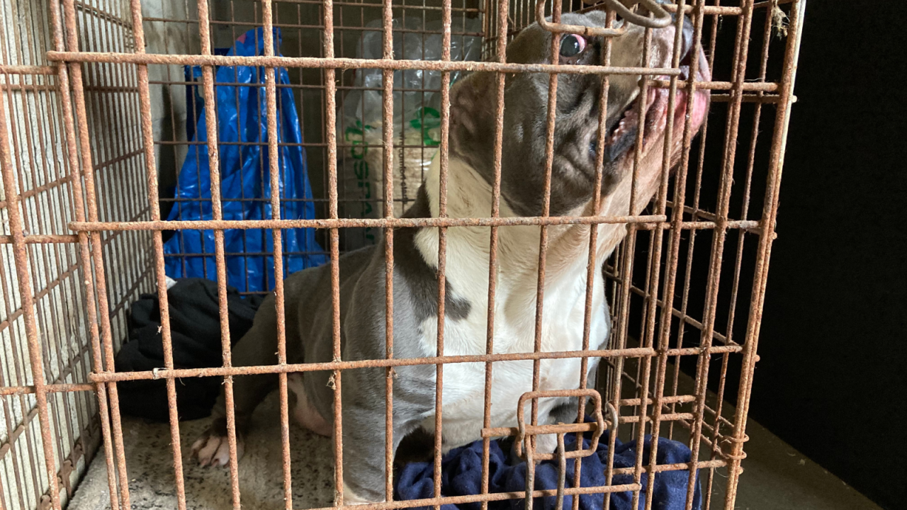 Fokker vordert te traag met verbetering huisvesting van zeventig American Bully’s