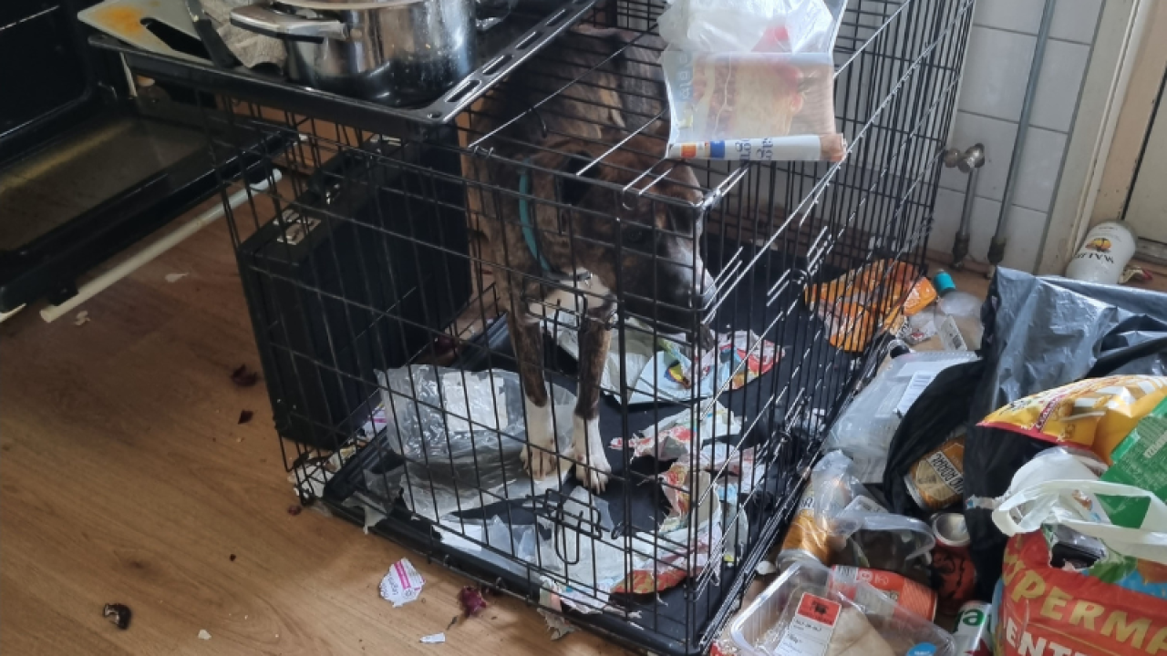 Twee inbeslagnames van ernstig verwaarloosde honden in Enschede