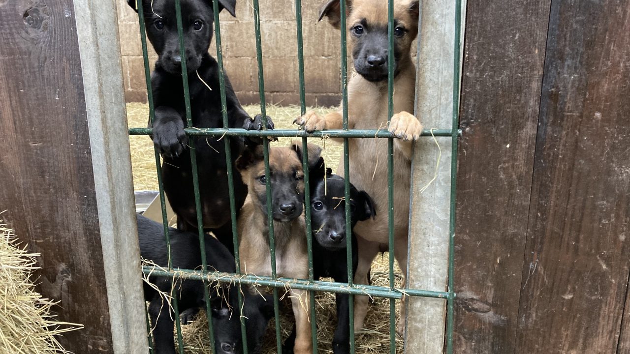 Inspecteur neemt verwaarloosde pups mee bij hardleerse hondenfokker in Heeze-Leende